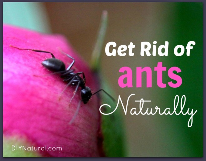 Get Rid Of Ants Naturally