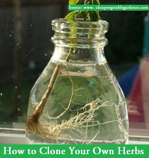 How to Clone Your Own Herbs in Your Garden