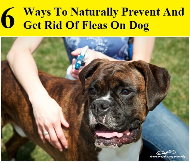 6 Ways To Naturally Prevent And Get Rid Of Fleas On Dogs