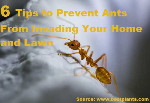 6 Tips to Prevent Ants From Invading Your Home and Lawn