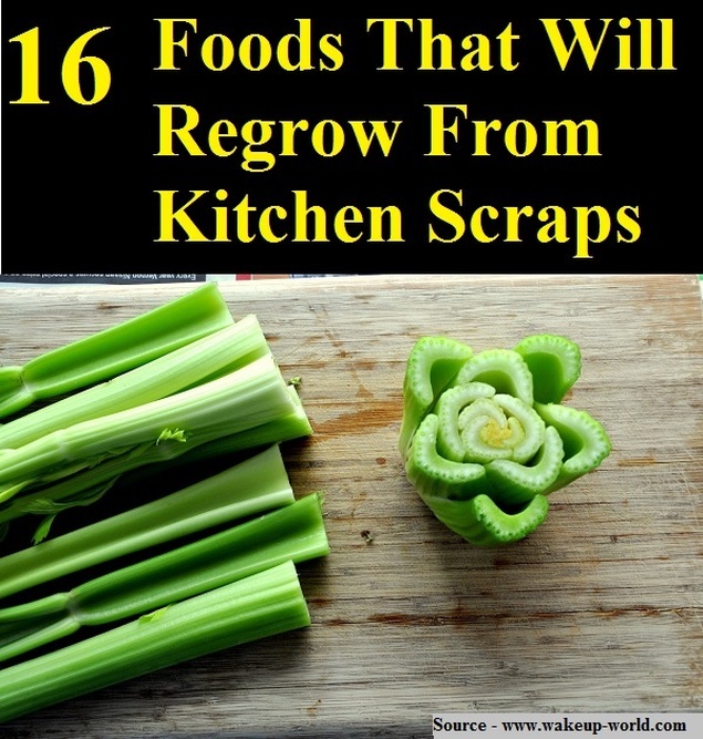 16 Foods That Will Regrow From Kitchen Scraps