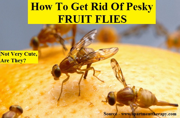 How To Get Rid Of Pesky Fruit Flies