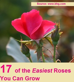 17 of the Easiest Roses You Can Grow