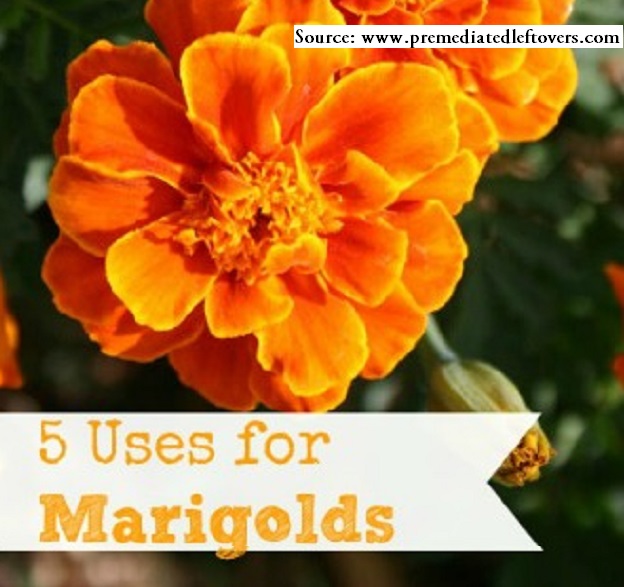 5 Uses for Marigolds