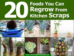 20 Foods You Can Regrow From Kitchen Scraps