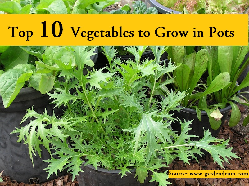Top 10 vegetables to grow in pots