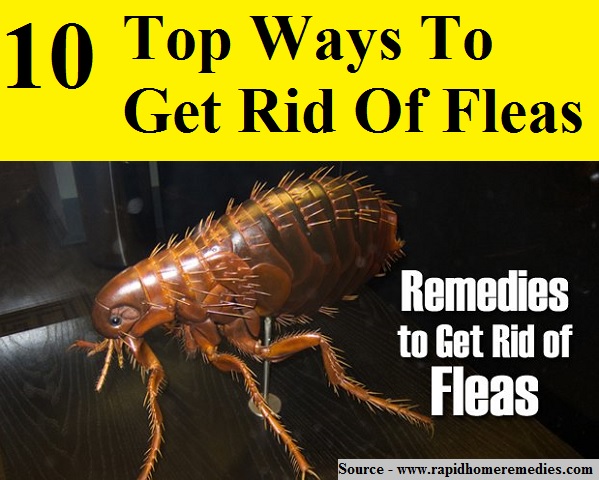 10 Top Ways To Get Rid Of Fleas