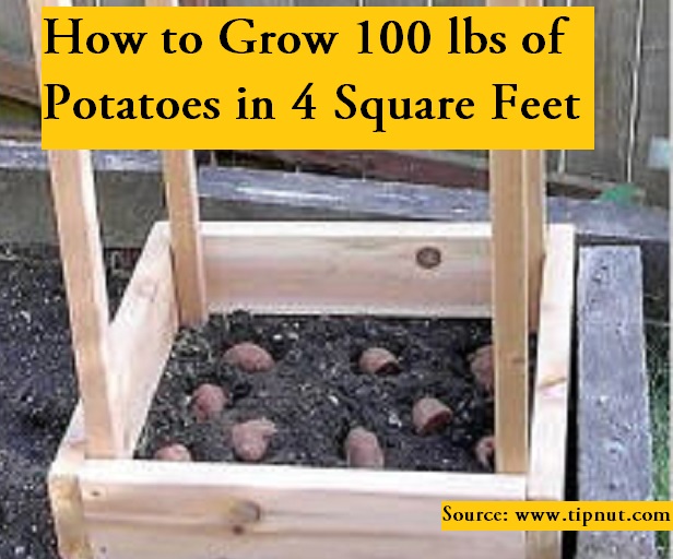 Grow 100 lbs. Of Potatoes In 4 Square Feet