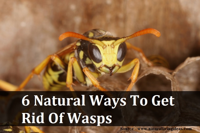 6 Natural Ways To Get Rid Of Wasps