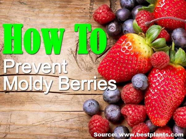 How to Prevent Moldy Berries
