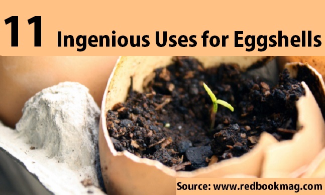 11 Ingenious Uses for Eggshells