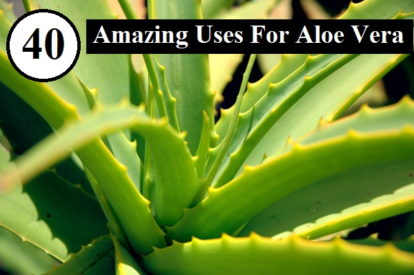 40 Amazing Uses For Aloe Vera