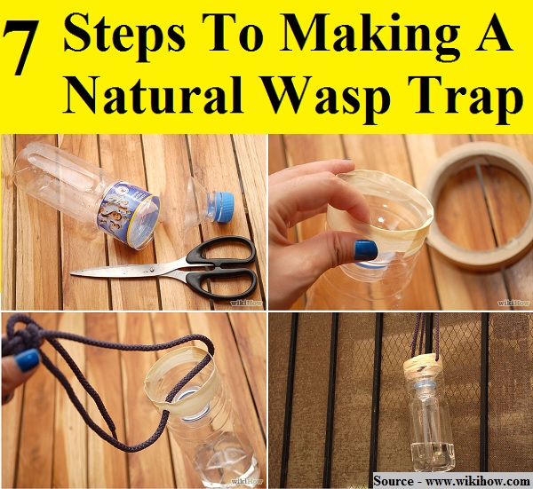 7 Steps To Making A Natural Wasp Trap
