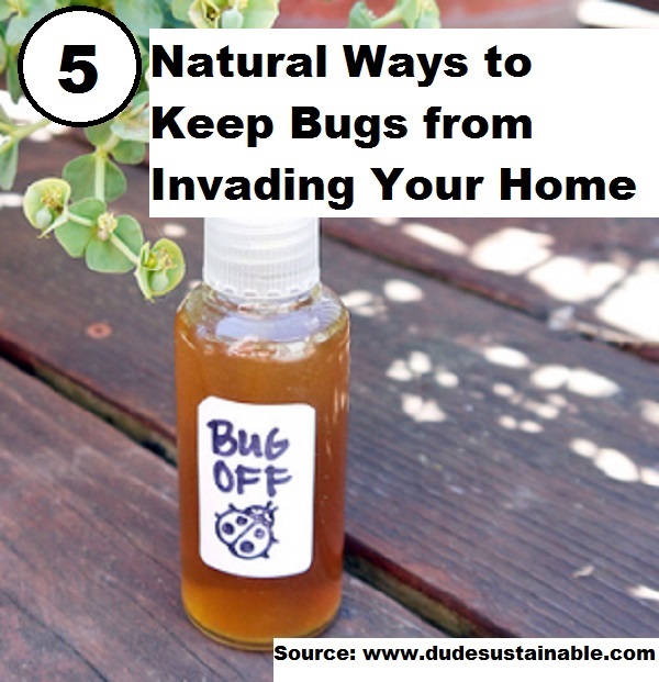  5 Natural Ways to Keep Bugs From Invading Your Home