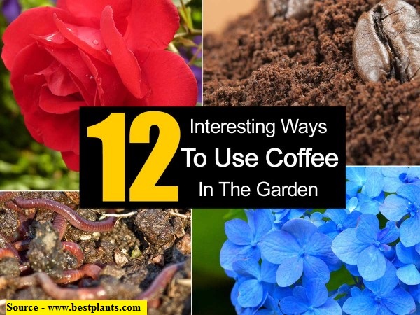 12 Interesting Ways To Use Coffee In The Garden