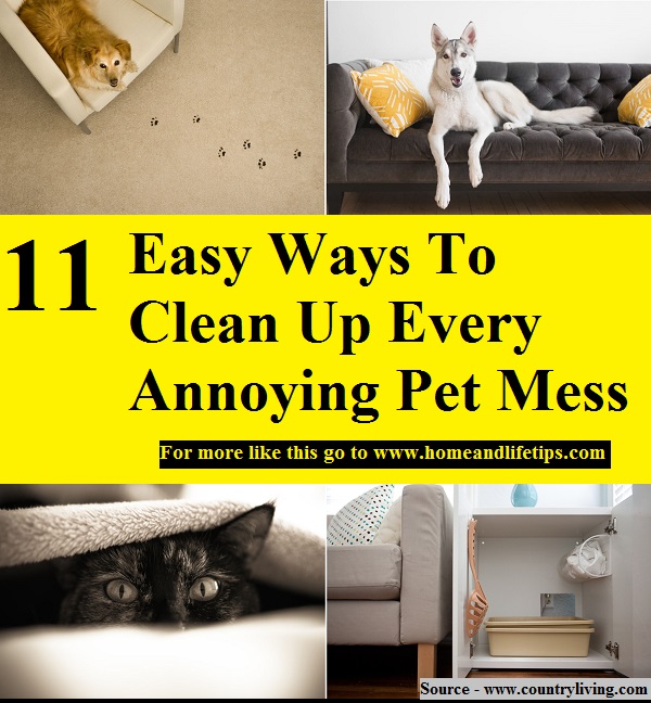 11 Easy Ways To Clean Up Every Annoying Pet Mess