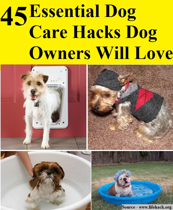 45 Essential Dog Care Hacks Dog Owners Will Love