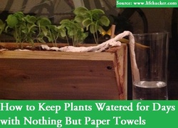 Keep Plants Watered With Paper Towels