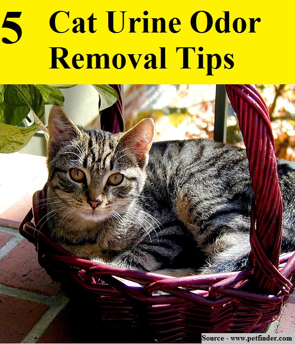 5 Cat Urine Odor Removal Tips