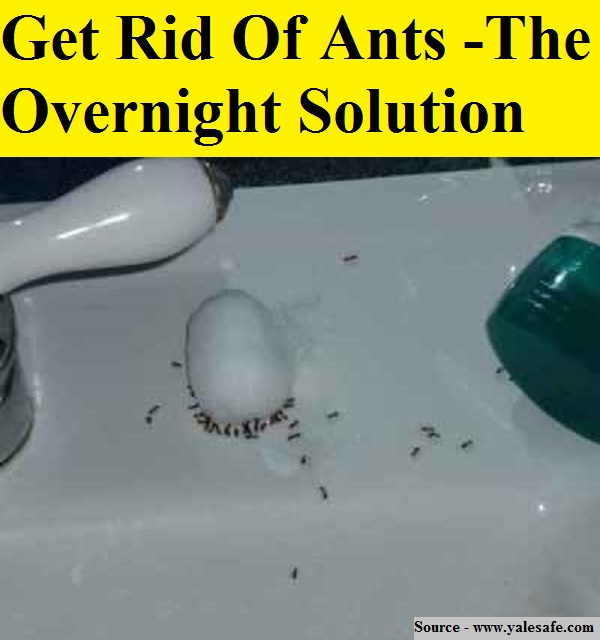 Get Rid Of Ants The Overnight Solution