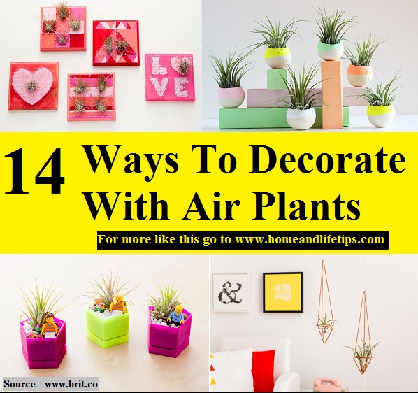14 Ways To Decorate With Air Plants