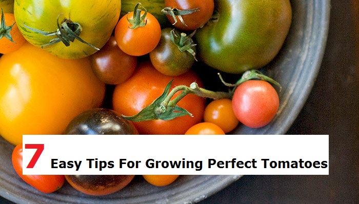 7 Easy Tips For Growing Perfect Tomatoes