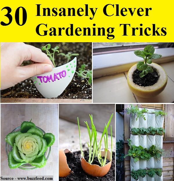 30 Insanely Clever Gardening Tricks