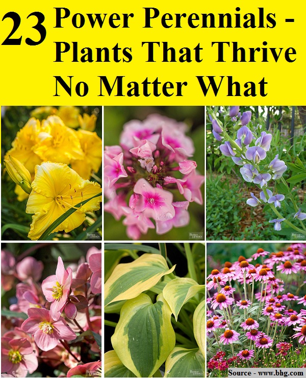 23 Power Perennials Plants That Thrive No Matter What