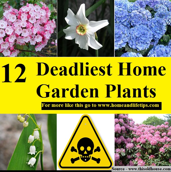 12 Deadliest Home Garden Plants