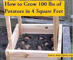 How to Grow 100 lbs of Potatoes in 4 Square Feet